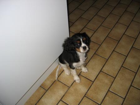 Abbie